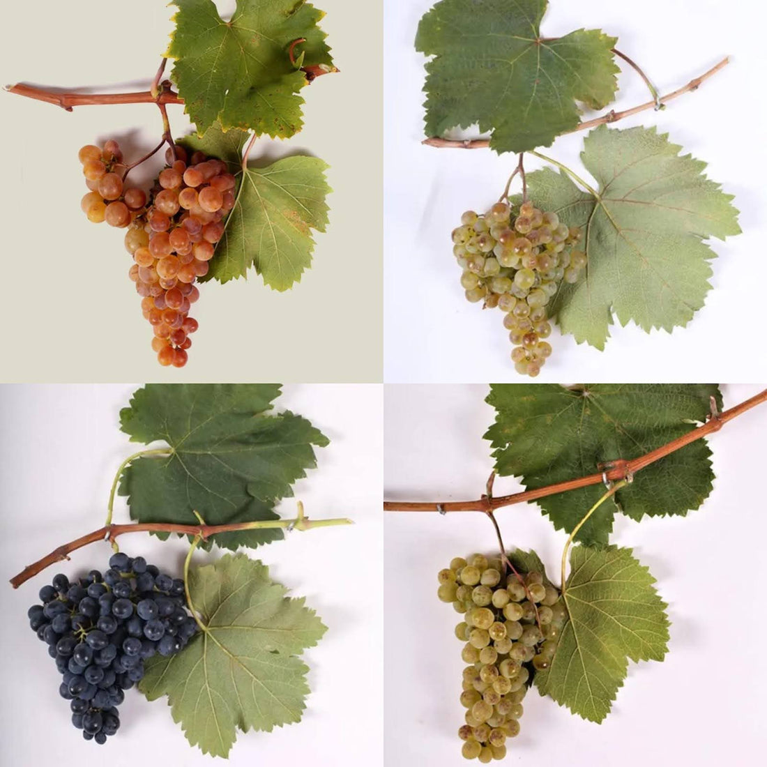 Cépages autochtones géorgiens sur la vigne