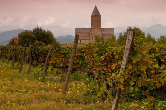 Vignes géorgiennes dans un vignoble de Kakhétie