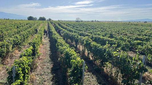 Vignoble géorgien, source du marc utilisé pour le chacha