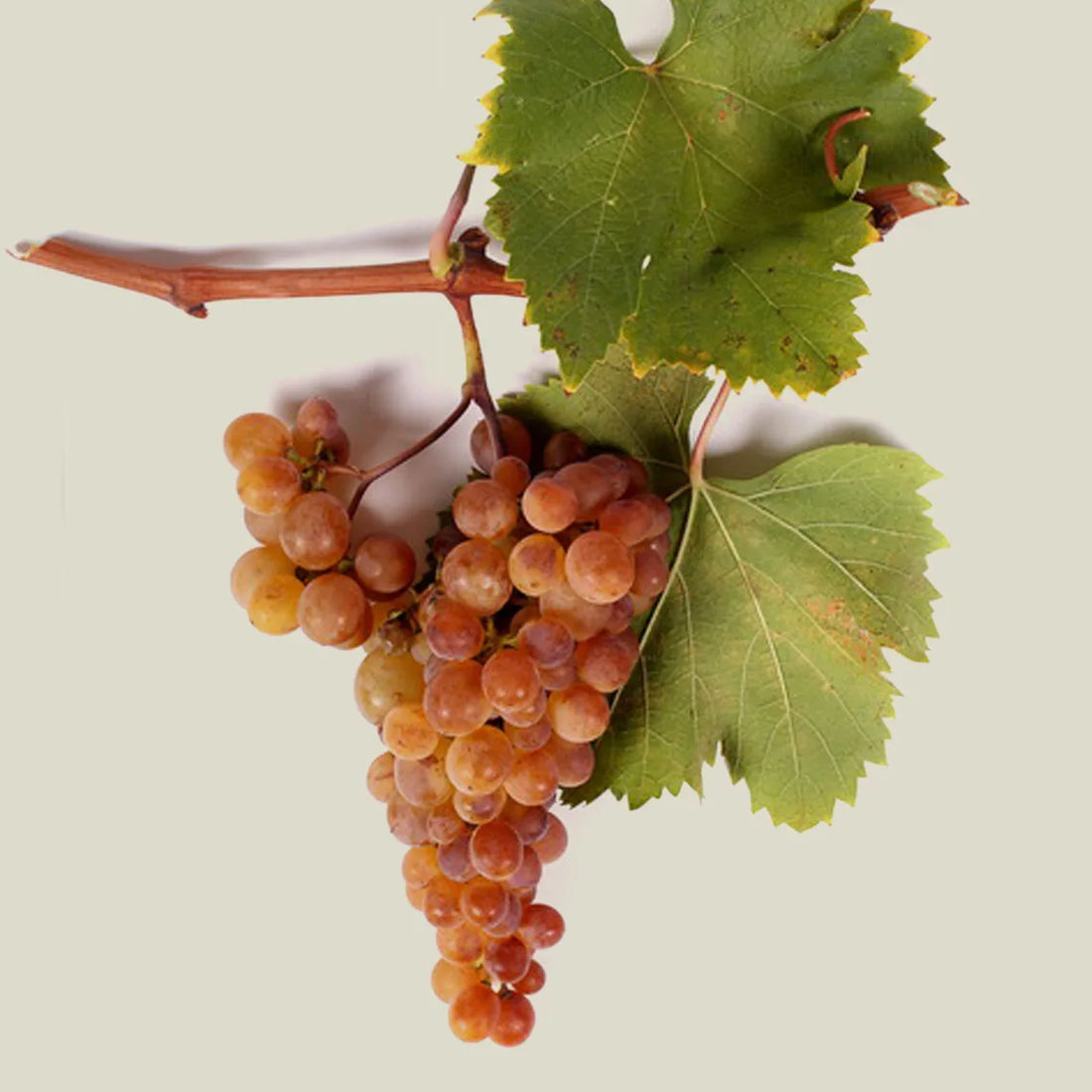 Grappes de Rkatsiteli, cépage blanc géorgien