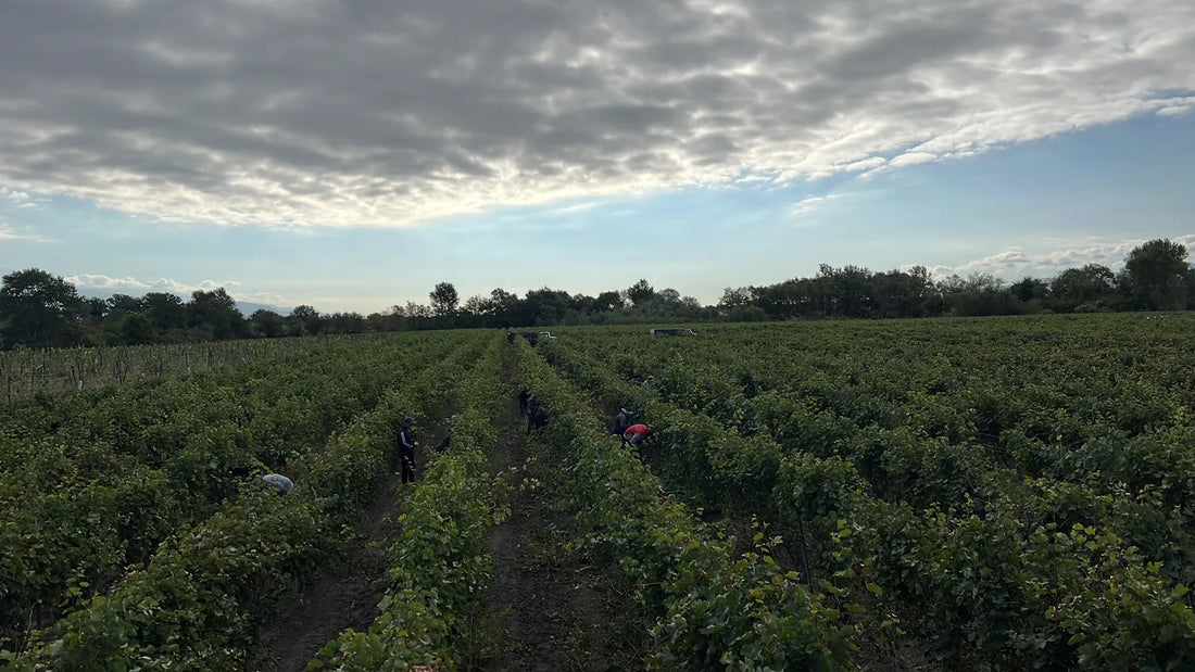 Vignoble de Tsinandali en Kakhétie, Géorgie