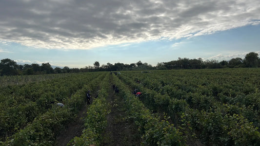 Vignoble de Tsinandali en Kakhétie, Géorgie